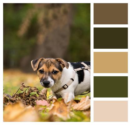 Puppy Jack Russel Terrier Nature Image